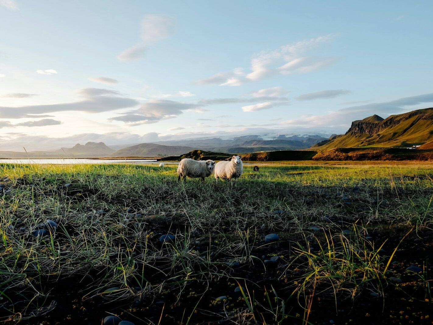 two lamb on grass field near mountain range
