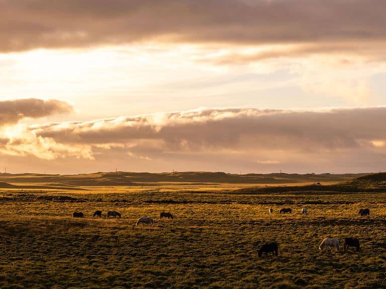 Arnanes Country Hotel Horses graze on a grassy plain under a cloudy sky at sunset, with distant mountains visible on the horizon. Hofn South Iceland
