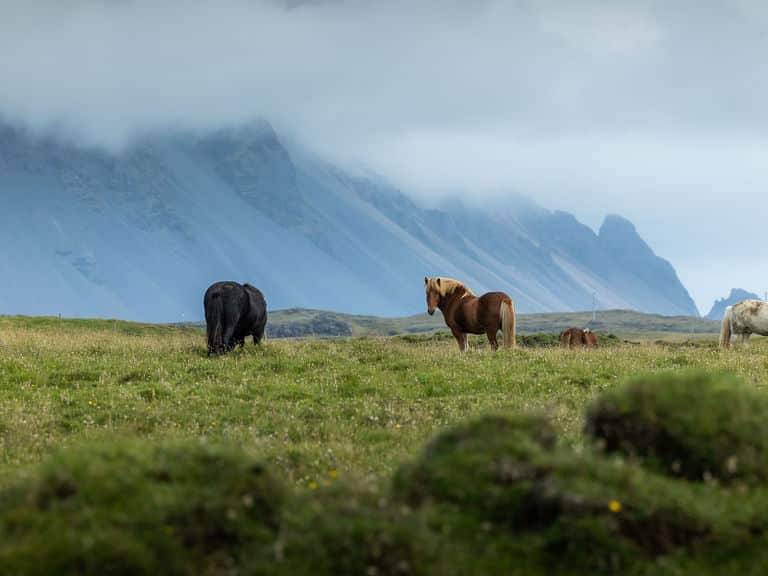 Arnanes Country Hotel Four horses graze on a grassy field with misty mountains and low clouds in the background. Hofn South Iceland