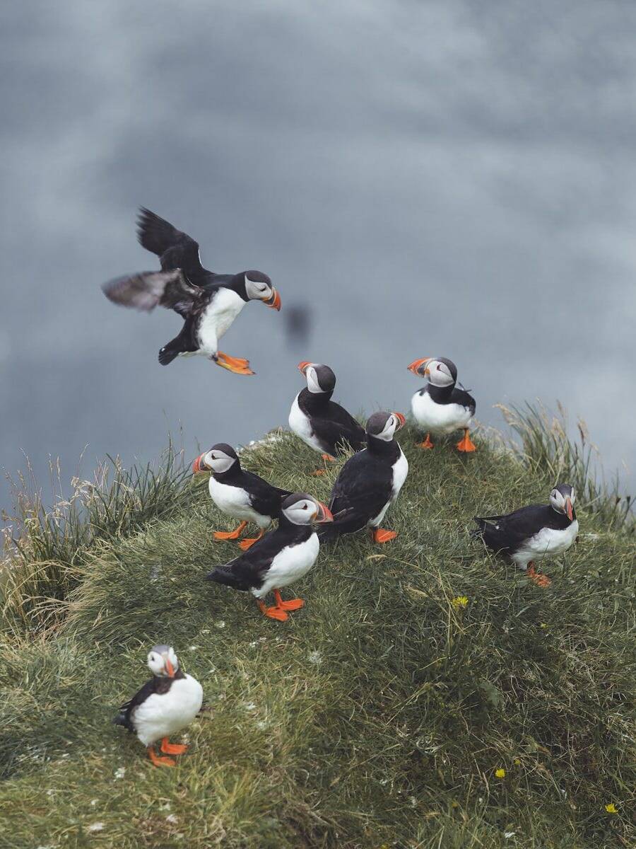 white and black birds on green grass during daytime