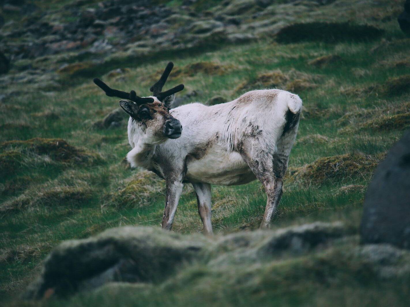 Arnanes Country Hotel A reindeer with antlers stands on a grassy hillside, looking back over its shoulder. Rocks and patches of moss are scattered on the ground. Hofn South Iceland
