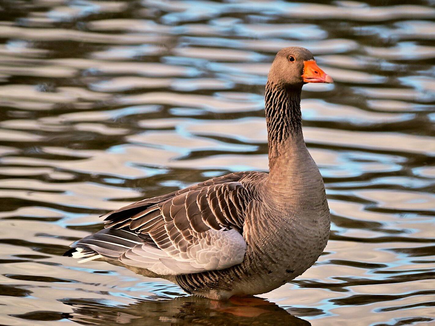 Arnanes Country Hotel A grey goose with an orange beak stands in shallow water, with ripples and reflections visible on the surface. Hofn South Iceland