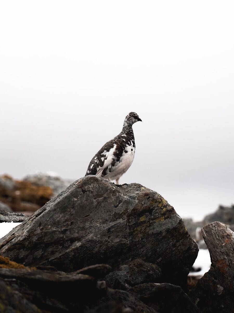 Arnanes Country Hotel A ptarmigan with mottled brown and white plumage stands on a rocky outcrop under a cloudy sky. Hofn South Iceland