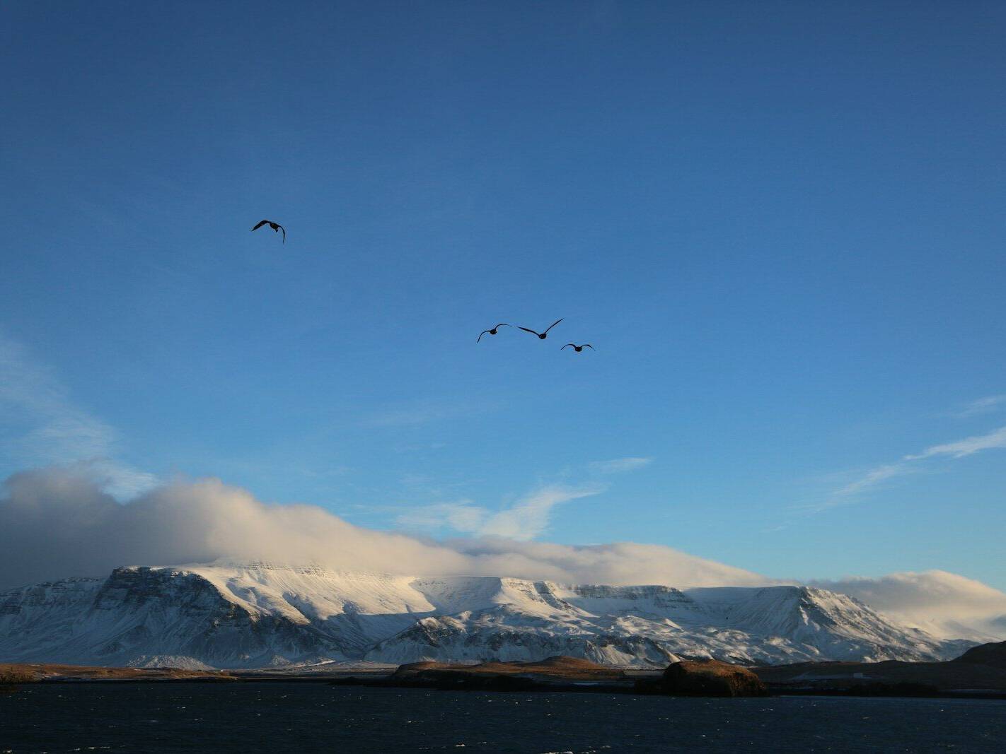 Arnanes Country Hotel Four birds fly over a snow-covered mountain range under a clear blue sky, with clouds partially covering the peaks and dark water in the foreground. Hofn South Iceland